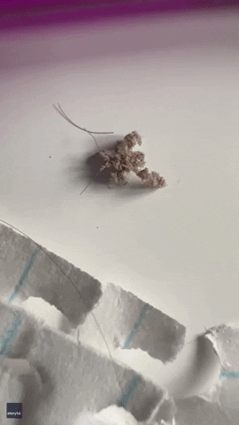 Creature Insect GIF by Storyful
