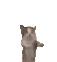 Cat Happy Pjmedia Sticker