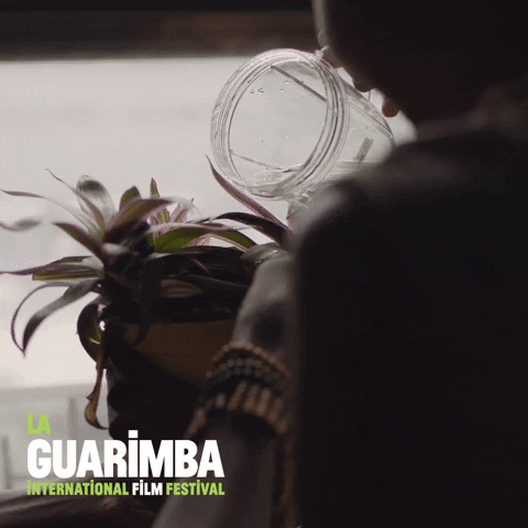 Stay Hydrated Feng Shui GIF by La Guarimba Film Festival