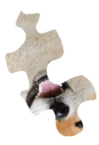 Puzzle Shiba Sticker