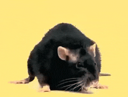 Rat Pushups GIF by moodman