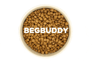 begbuddy dog dogs bowl feed GIF