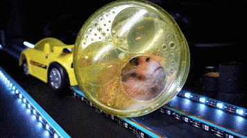 Hamster Norris GIF by WTF Leagues
