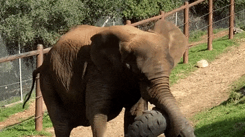 Elephant Toss GIF by Oakland Zoo