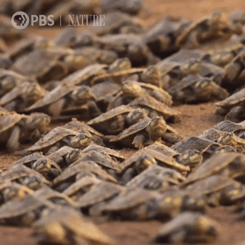 Watch Out Turtle GIF by Nature on PBS