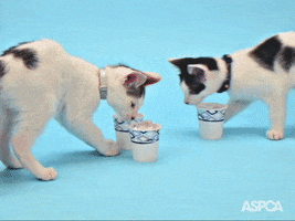 Cat Drink Up GIF by ASPCA