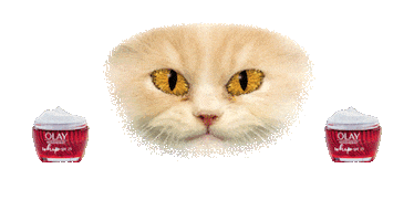 Excited Cat Sticker by Olay