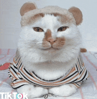 Confused Cat GIF by TikTok