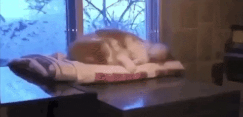 Cat Fails GIF by JustViral