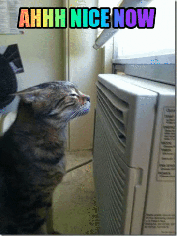 Pet Insurance For Cats GIF