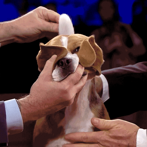 Dog Show Shut Up GIF by American Kennel Club