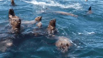 Sea Lion Hello GIF by U.S. Fish and Wildlife Service