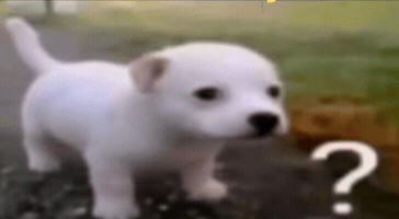 Dog Confuse GIF