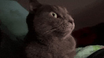 Radjabov GIF