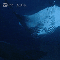 World Oceans Day Gifs Get The Best Gif On Giphy World Oceans Day Gifs Get The Best Gif On Giphy