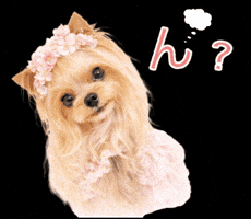 Yorkshire Terrier What GIF