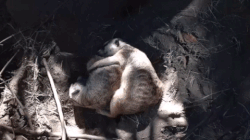 san diego zoo