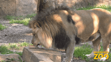 Big Cats Cat GIF by Brookfield Zoo