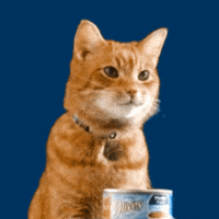 No Way Reaction GIF by Morris the 9Lives Cat