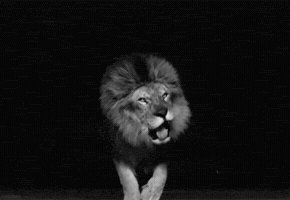 Leao GIF