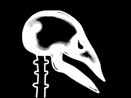 X-Ray Bird GIF by Barbara Pozzi