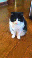 black and white cat GIF by Real Food RN