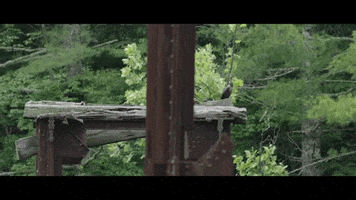 Georgia Tbilisi Batumi GIFs - Find & Share on GIPHY