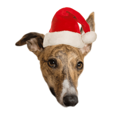 Christmas Lolly The Whippet Sticker