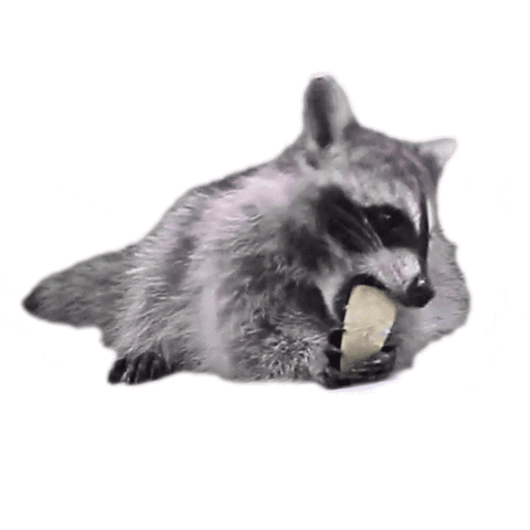 raccoon manymini GIF by MINI Italia