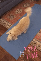 Yoga Sheldon GIF by chuber channel