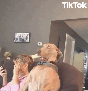 Funny Face Reaction GIF by TikTok - Find & Share on GIPHY