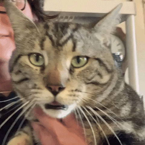 Los Adoptables A.C. GIF