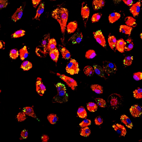 Microscopy GIF