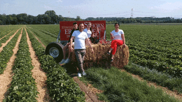 schorn GIF