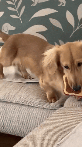 Dog Puppy GIF