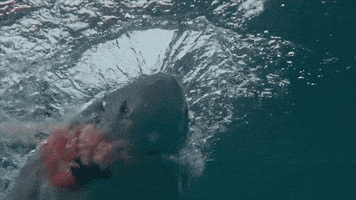 Discovery GIF by Shark Week