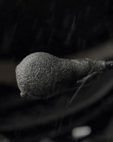 Peltor GIF