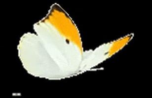 anne23 yellow fly flying butterfly GIF