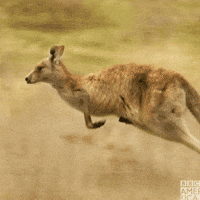 Hopping Wild Animals GIF by Nature on PBS - Find & Share on GIPHY Hopping Wild Animals GIF by Nature on PBS - Find & Share on GIPHY