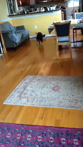 happy dog running want reaper GIF
