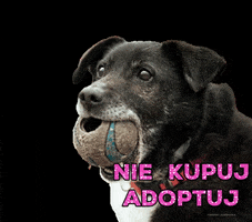 Dog Animalshelter GIF by Fundacja Viva!