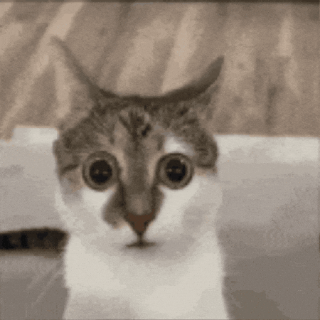 Cat GIF
