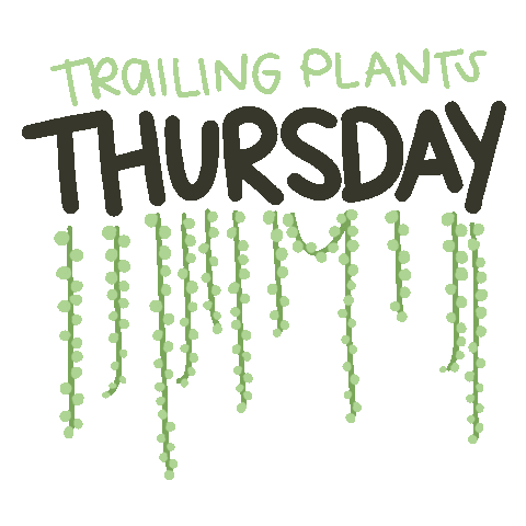 pistachioplayground Sticker