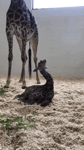 Download Giraffe Baby Gifs Get The Best Gif On Giphy