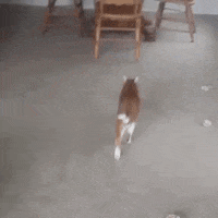 hit animals being jerks GIF