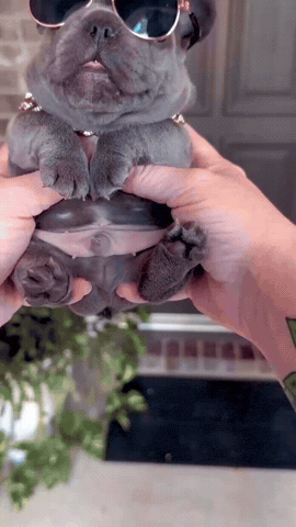 Cool GIF by Grandiose Frenchies