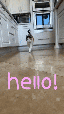 Good Morning Hello GIF