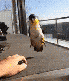 Bird GIF - Find & Share on GIPHY