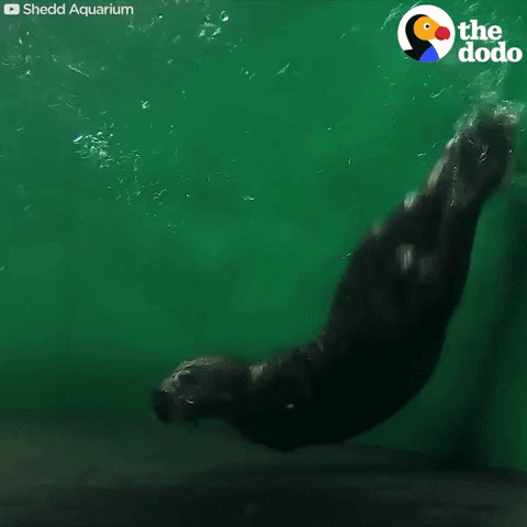 Cute Otters Gifs Get The Best Gif On Giphy