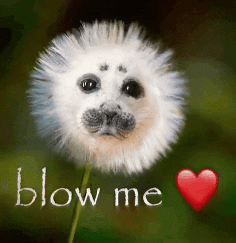 Seal Blow GIF